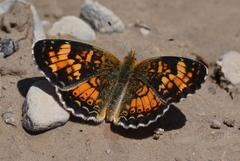 Phyciodes batesii