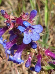 Penstemon