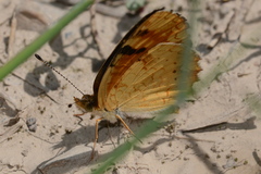 Phyciodes batesii