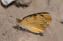 Phyciodes batesii