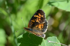 Phyciodes batesii