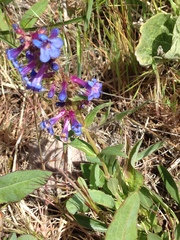 Penstemon