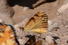 Phyciodes batesii