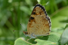 Phyciodes batesii
