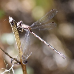 Lestes stultus