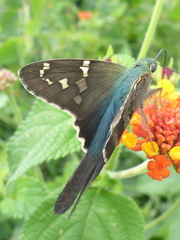 Urbanus proteus proteus