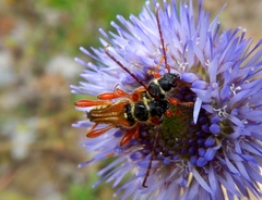 Stenopterus mauritanicus