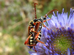 Stenopterus mauritanicus