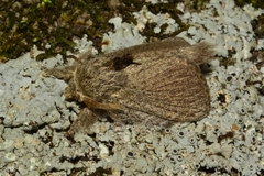 Lepidoptera