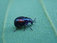 Synolabus bipustulatus