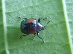 Synolabus bipustulatus