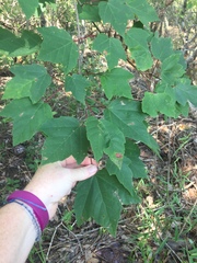 Acer rubrum drummondii
