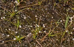Eriocaulon koernickianum