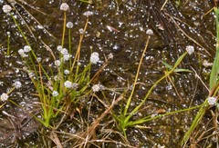 Eriocaulon koernickianum
