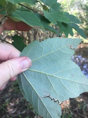 Acer rubrum drummondii