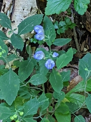 Scutellaria integrifolia