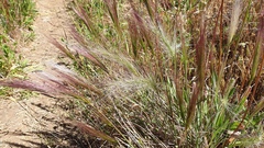 Elymus multisetus