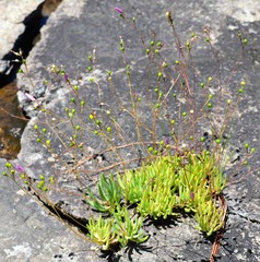 Phemeranthus calycinus