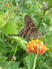 Urbanus proteus proteus