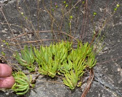 Phemeranthus calycinus