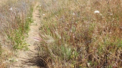 Elymus multisetus