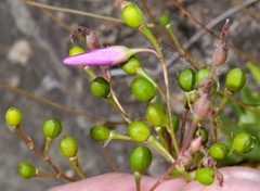 Phemeranthus calycinus