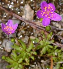 Phemeranthus calycinus