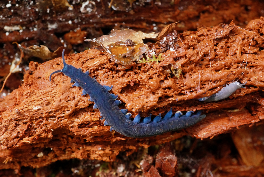 Peripatoides indigo