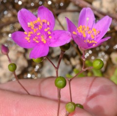 Phemeranthus calycinus