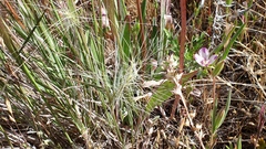Elymus multisetus