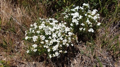 Leptosiphon floribundus glaber