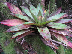 Werauhia