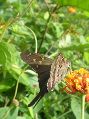 Urbanus proteus proteus