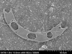 Eucampia zodiacus