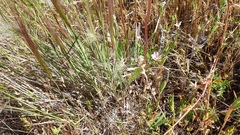 Elymus multisetus