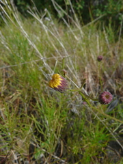 Erigeron reductus angustatus