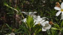 Leptosiphon floribundus glaber