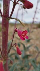 Penstemon floridus austinii