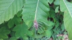 Dryocosmus kuriphilus