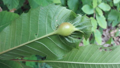 Dryocosmus kuriphilus