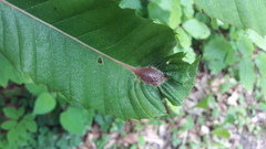 Dryocosmus kuriphilus