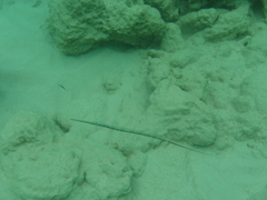 Fistularia tabacaria