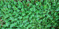 Elatostema parvum
