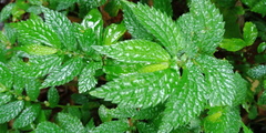 Elatostema parvum