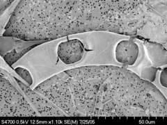 Eucampia zodiacus