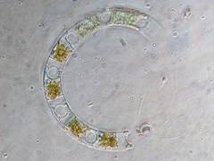 Eucampia zodiacus
