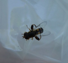 Syritta pipiens
