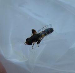 Syritta pipiens