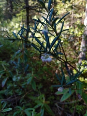 Andromeda polifolia latifolia
