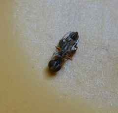 Syritta pipiens
